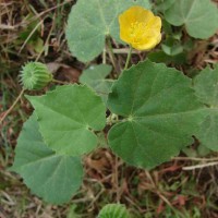 Abutilon indicum (L.) Sweet